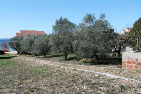 Old olive tree stock