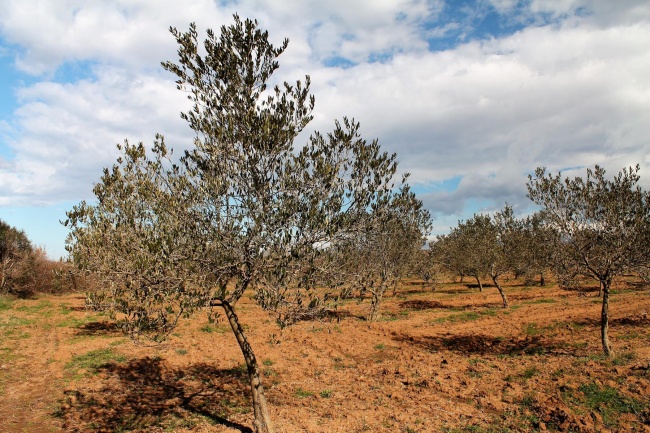 Olive tree in Detail