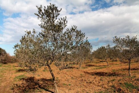 Olive tree in Detail