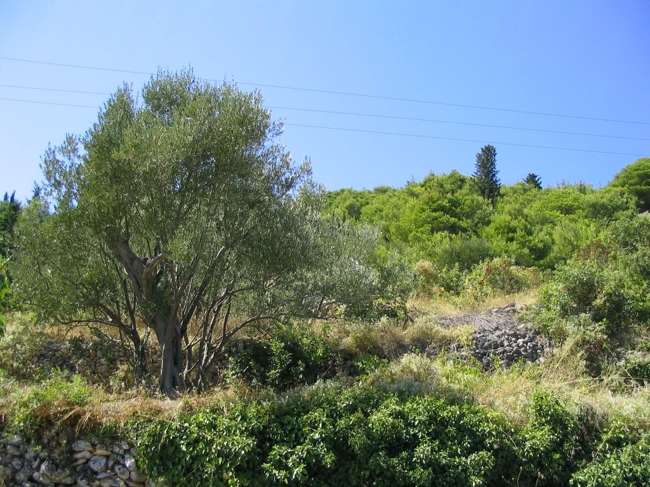 Waldblick vom Grundstück