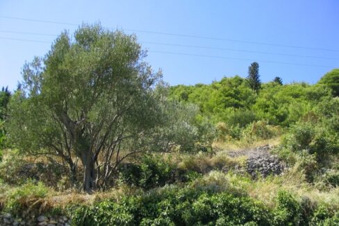 Waldblick vom Grundstück